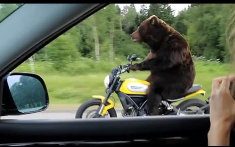 bear-bike